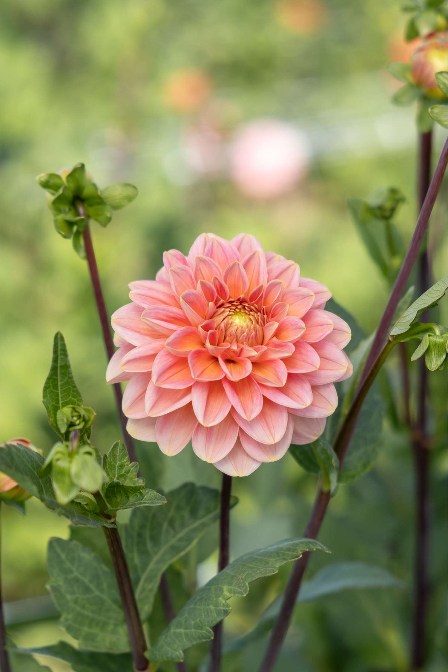 Dahlie 'Rosario'